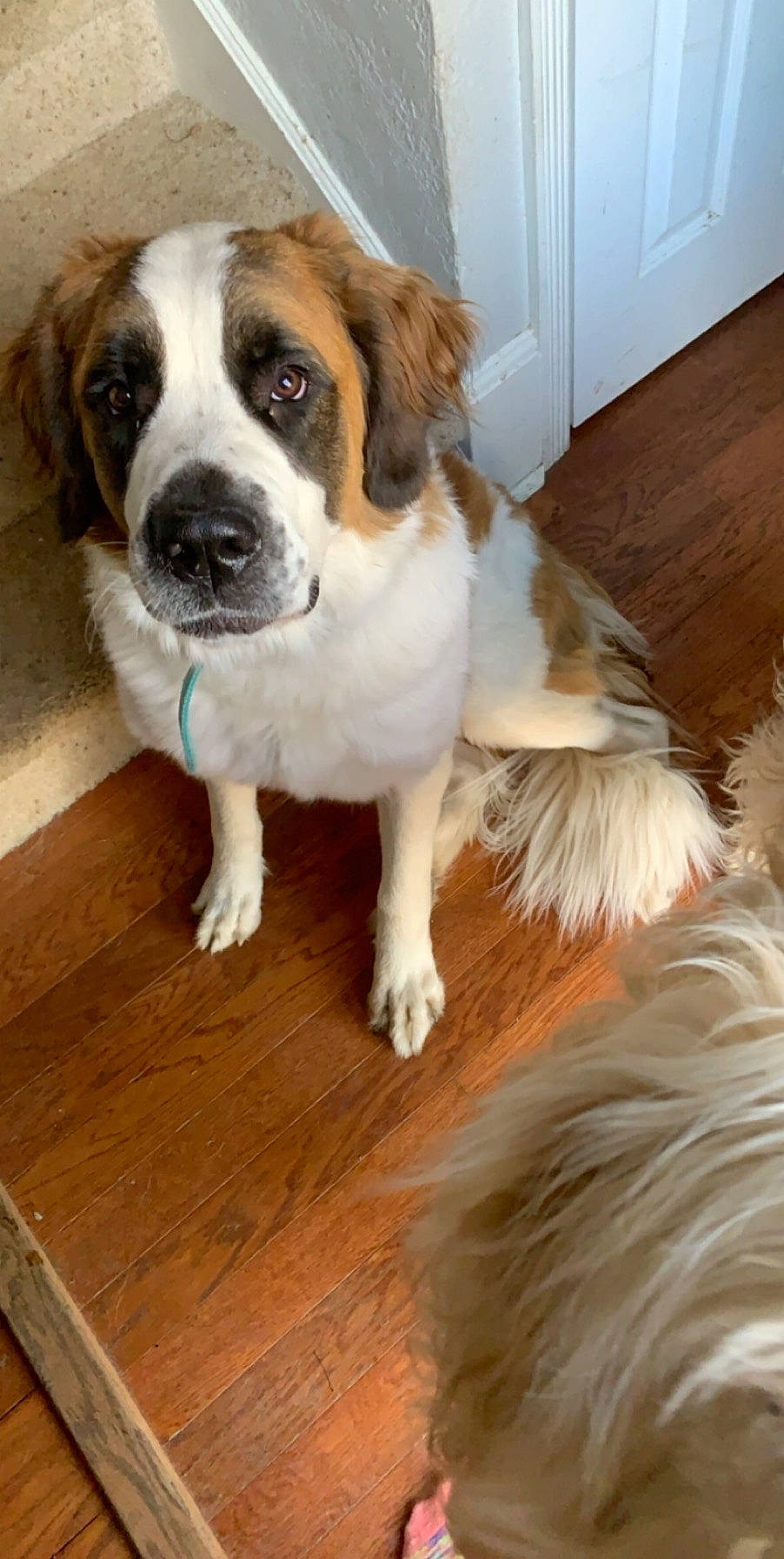 Annie Mae joined the competition — help win amazing prizes! canidae, carnivore, companion_dog, dog, dog_breed, fawn, mammal, moscow_watchdog, pyrenean_mastiff, rafeiro_do_alentejo, rare_breed_dog, snout, sporting_group, st_bernard, vertebrate