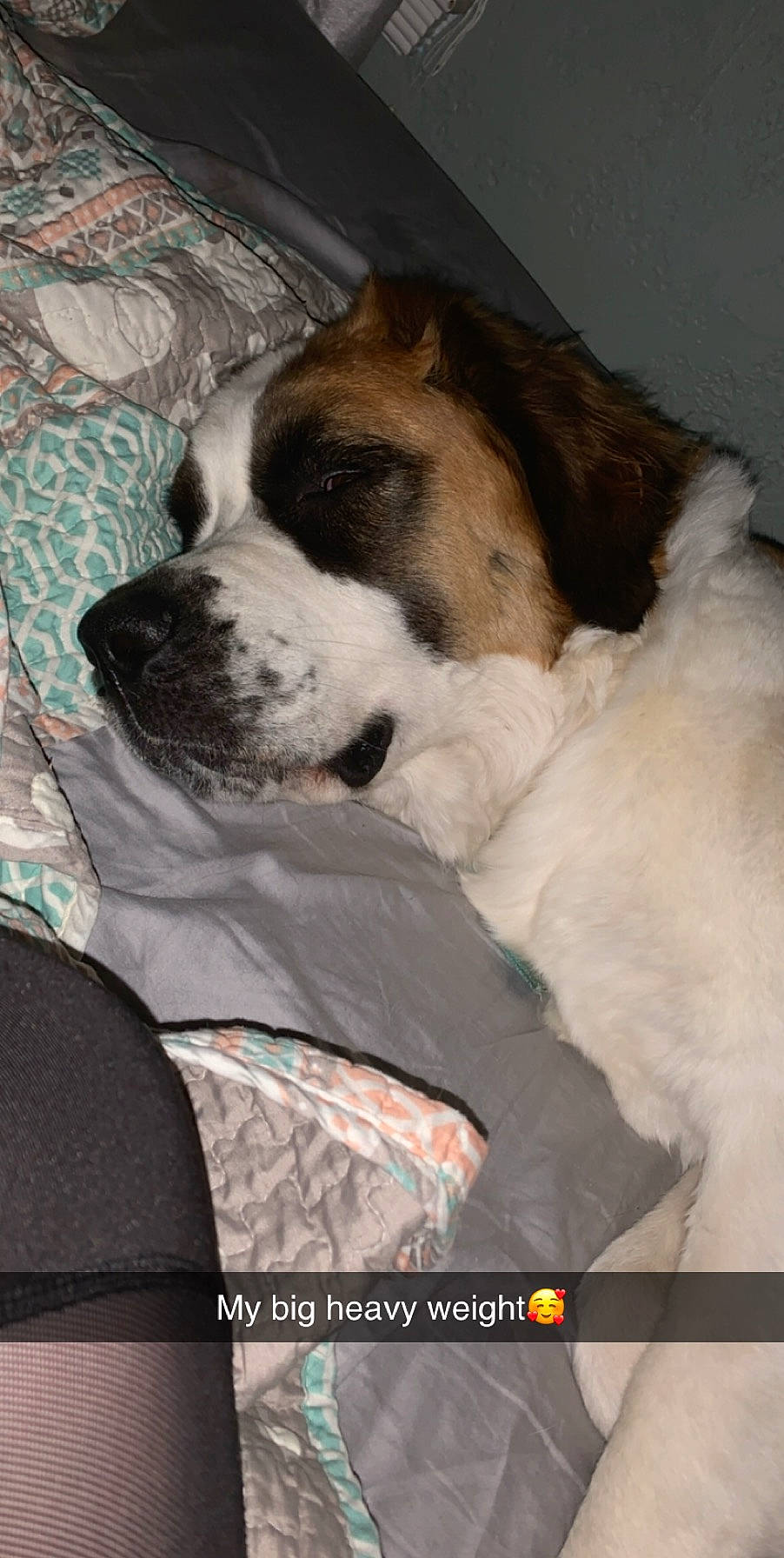 Annie Mae joined the competition — help win amazing prizes! canidae, carnivore, companion_dog, dog, dog_breed, fawn, giant_dog_breed, mammal, moscow_watchdog, puppy_love, pyrenean_mastiff, rare_breed_dog, snout, sporting_group, st_bernard, vertebrate, working_dog