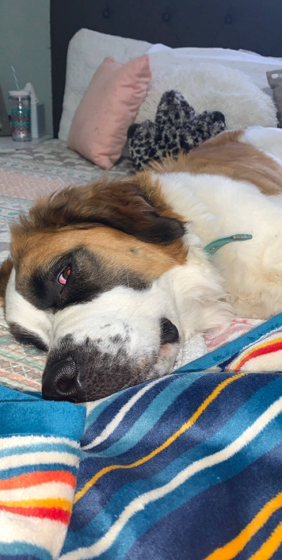 Annie Mae joined the competition — help win amazing prizes! canidae, carnivore, companion_dog, dog, dog_breed, fawn, mammal, moscow_watchdog, nap, puppy, puppy_love, pyrenean_mastiff, shih_tzu, sleep, snout, sporting_group, st_bernard