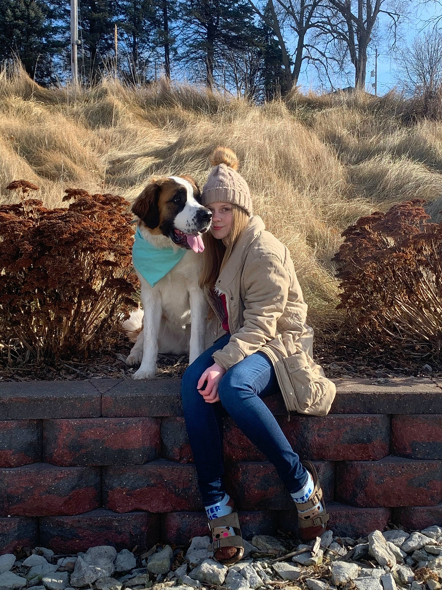 Annie Mae joined the competition — help win amazing prizes! canidae, carnivore, companion_dog, dog, dog_breed, drentse_patrijshond, english_springer_spaniel, fawn, hunting_dog, moscow_watchdog, sporting_group, st_bernard