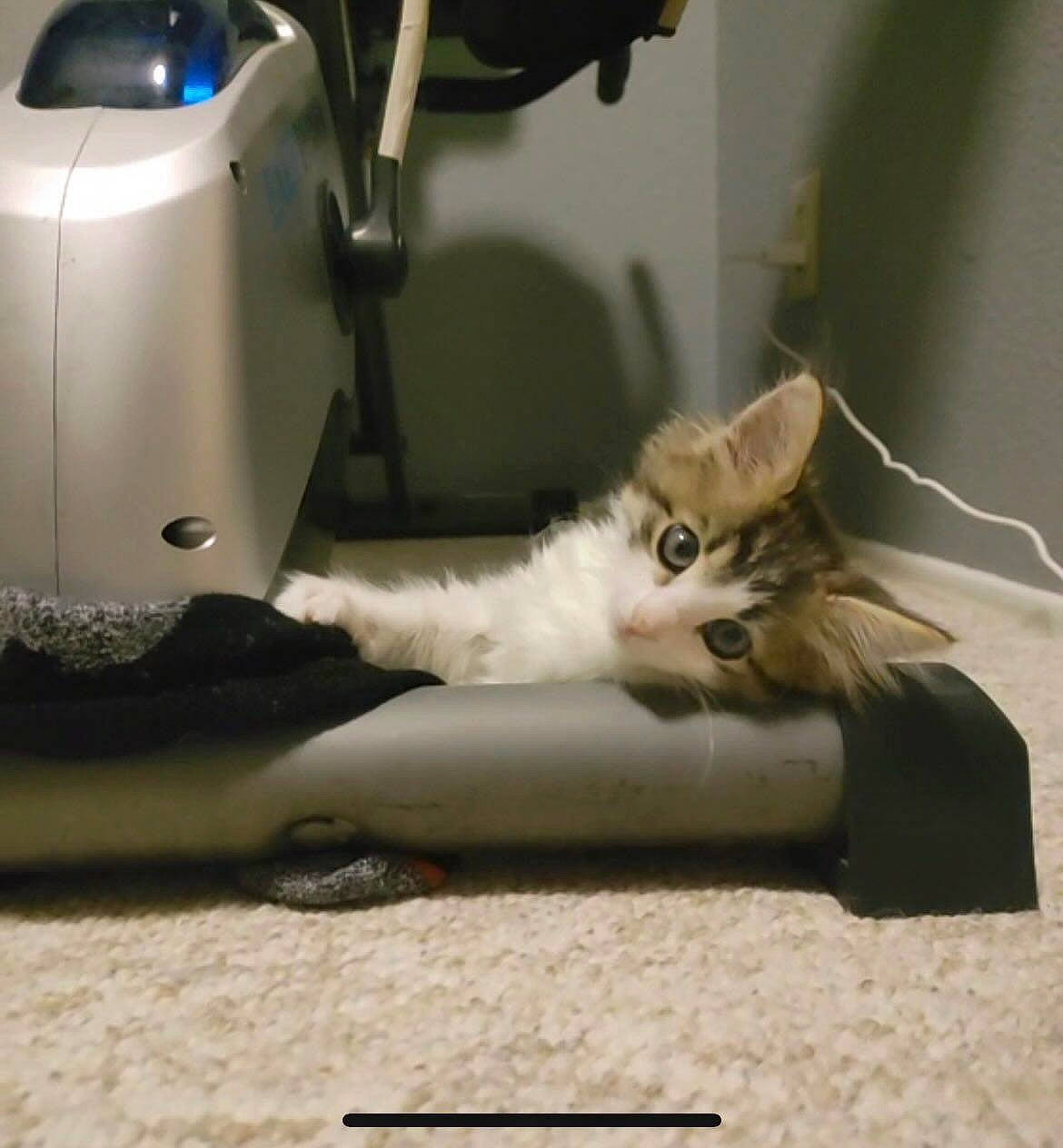 Susan is registered to the contest to win money with this photo: carnivore, cat, claw, comfort, domestic_short_haired_cat, felidae, flooring, fur, home_appliance, machine, musical_instrument, paw, room, sewing, sewing_machine, small_to_medium_sized_cats, tail, vertebrate, whiskers, wood