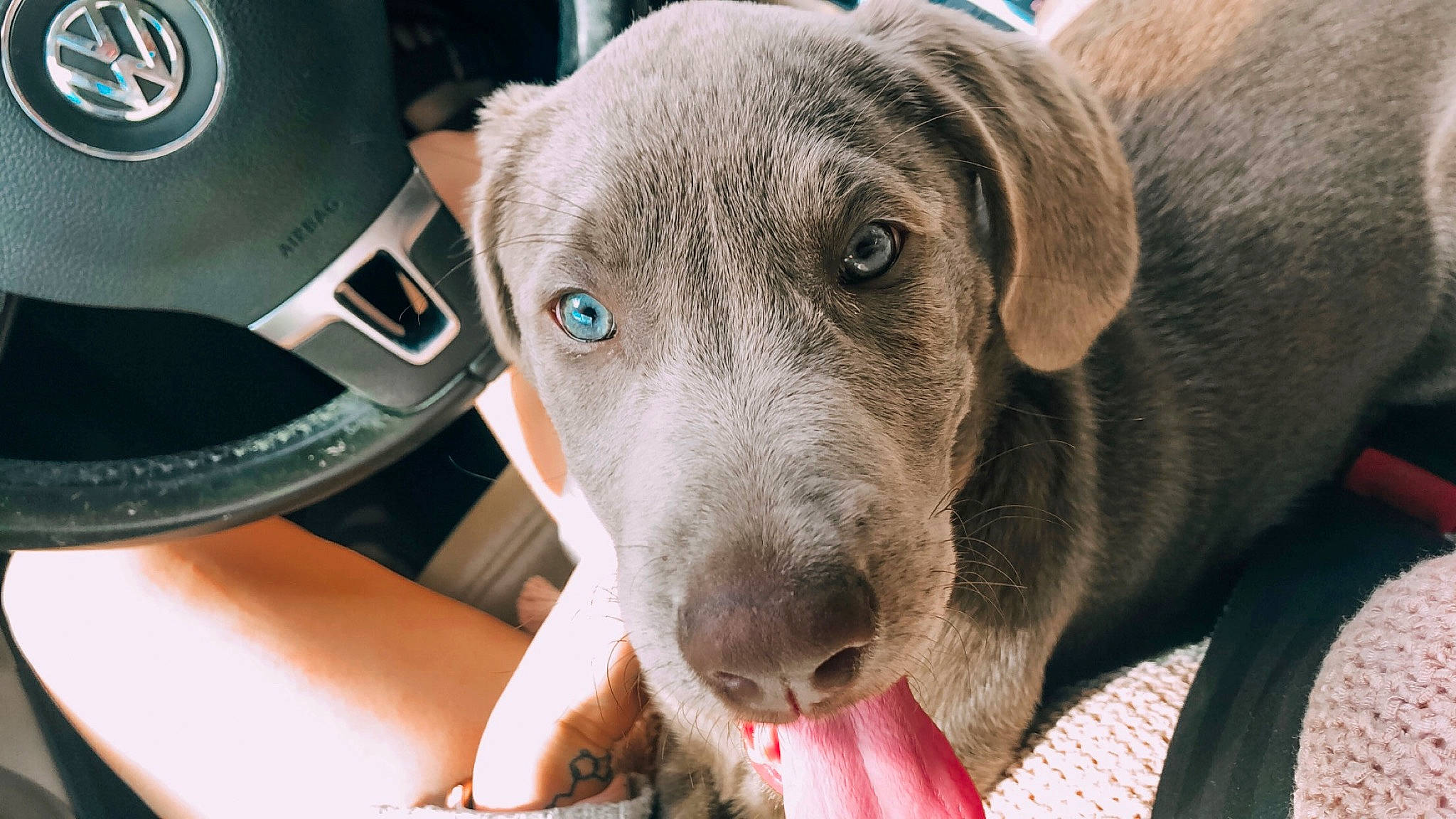 Luna joined the competition — help win amazing prizes! blue_lacy, canidae, carnivore, dog, dog_breed, fawn, mammal, non_sporting_group, snout, sporting_group, vertebrate, weimaraner