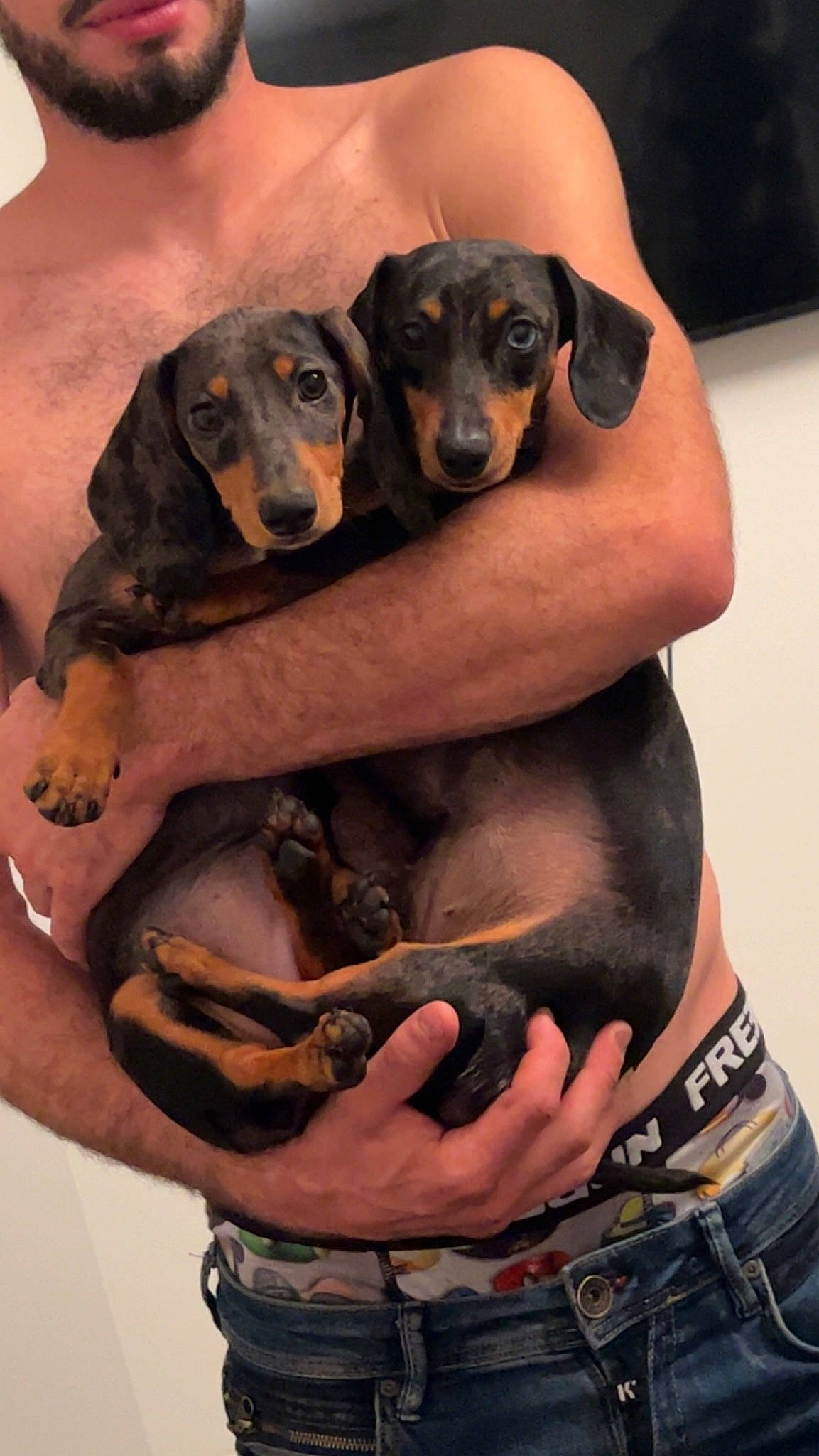 Saïka a rejoint le concours — aidez-le/la à gagner de superbes lots ! canidae, carnivore, companion_dog, dog, dog_breed, dog_supply, gesture, guard_dog, hound, hunting_dog, pet_supply, sharing, snout, sporting_group, working_animal, working_dog, wrist