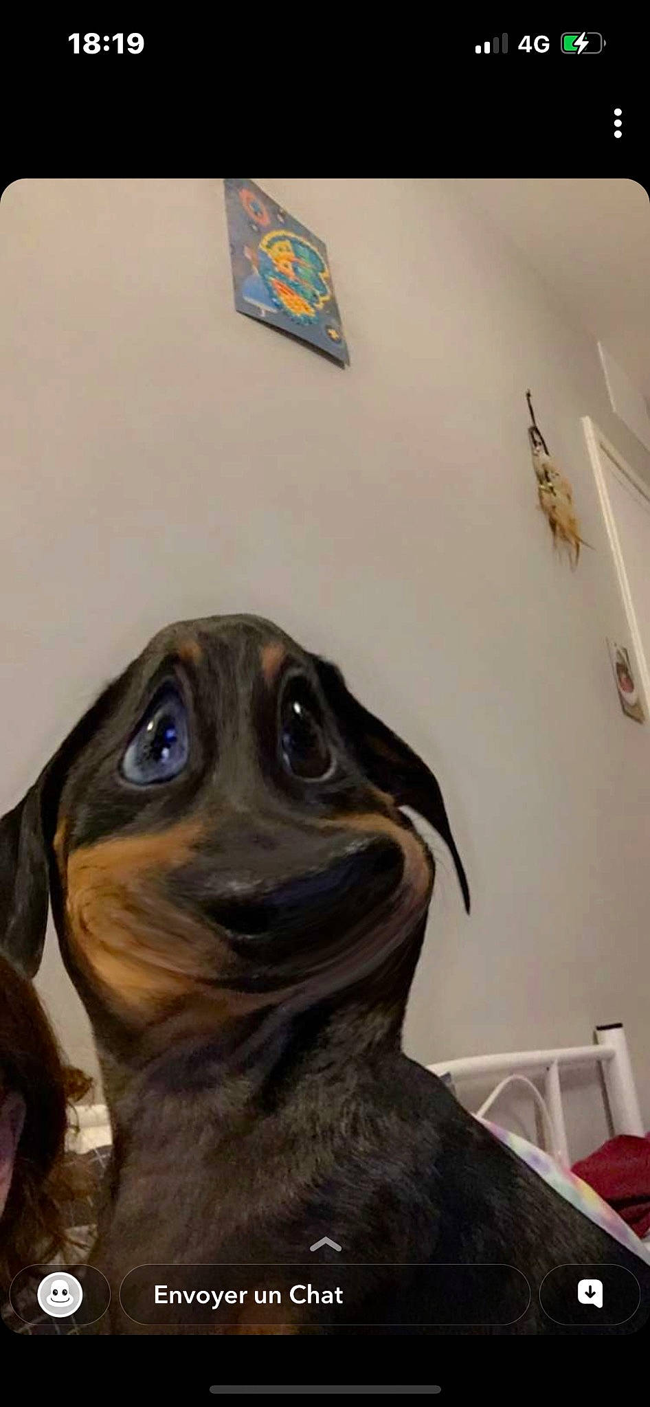 Saïka a rejoint le concours — aidez-le/la à gagner de superbes lots ! art, beak, canidae, carnivore, companion_dog, dog, dog_breed, fawn, flightless_bird, fur, liver, picture_frame, pinscher, snout, sporting_group, terrestrial_animal, toy, toy_dog, whiskers, working_animal