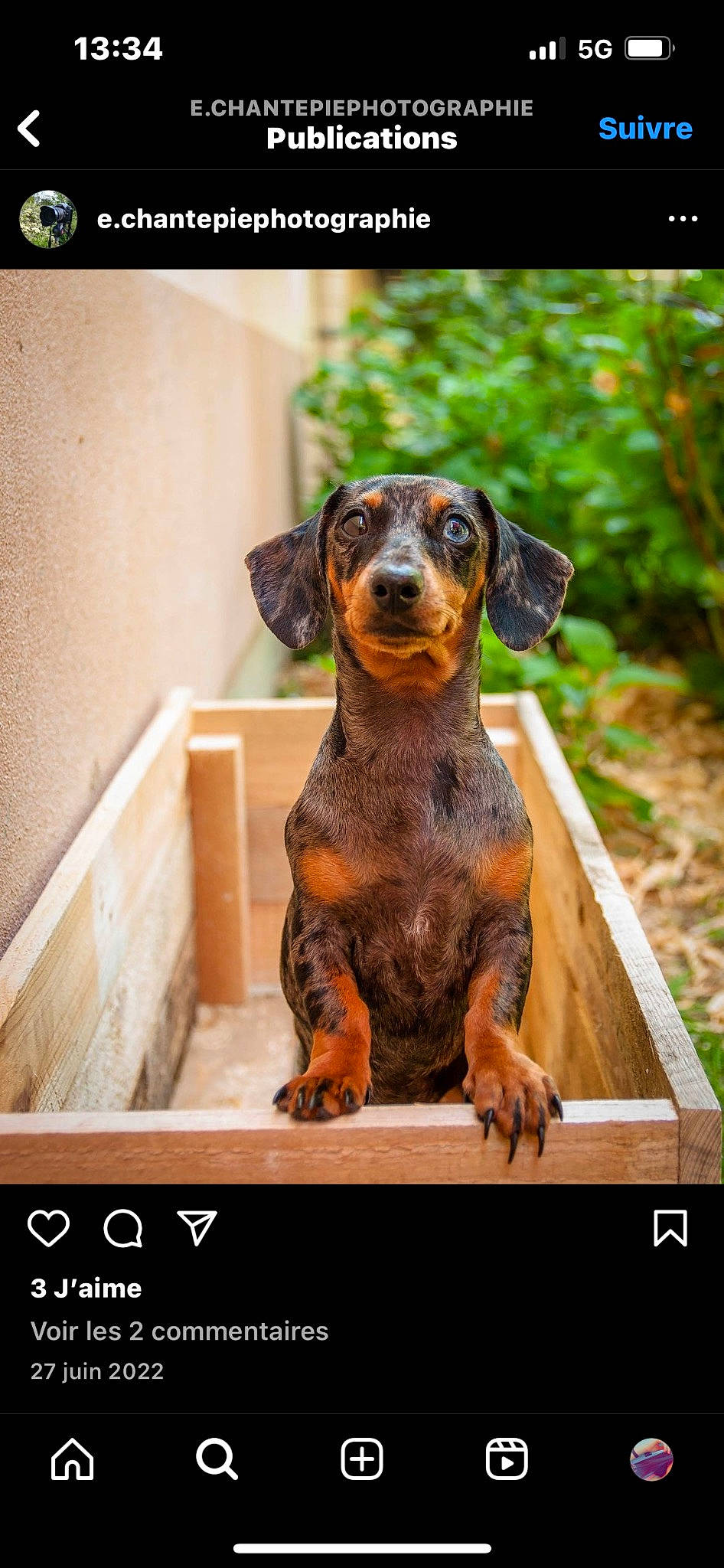 Saïka a rejoint le concours — aidez-le/la à gagner de superbes lots ! canidae, carnivore, companion_dog, dog, dog_breed, fawn, hound, hunting_dog, liver, metal, photo_caption, plant, rectangle, snout, sporting_group, terrestrial_animal, whiskers, wood, working_animal, working_dog