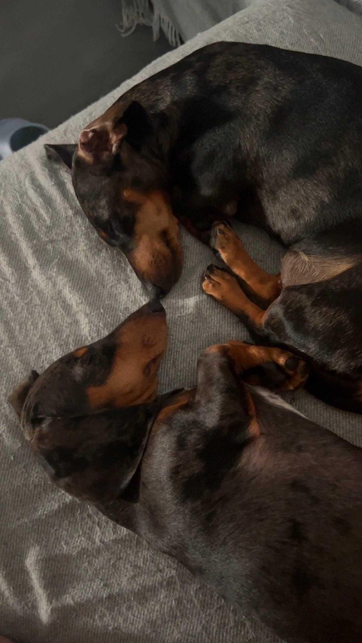 Saïka participe au concours pour gagner de l'argent avec cette photo : brown, canidae, carnivore, comfort, companion_dog, dobermann, dog, dog_breed, fawn, fur, grey, guard_dog, liver, paw, pinscher, prazsky_krysarik, snout, sporting_group, toy_dog, working_animal