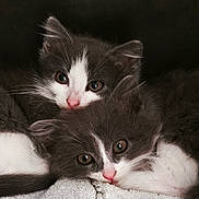 Pussy participe au concours pour gagner de l'argent avec cette photo : kitten, cat, animal, pet, feline, cute, snuggle, sleepy, fur, whiskers, closeup, gray, white, eyes, pink_nose, cozy, soft, domestic_cat, two_animals, portrait