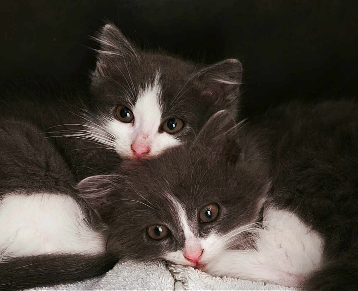 Pussy participe au concours pour gagner de l'argent avec cette photo : kitten, cat, animal, pet, feline, cute, snuggle, sleepy, fur, whiskers, closeup, gray, white, eyes, pink_nose, cozy, soft, domestic_cat, two_animals, portrait
