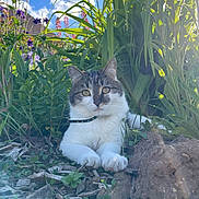 Arès participe au concours pour gagner de l'argent avec cette photo : cat, tabby_cat, white_cat, outdoor, garden, plants, flowers, blue_sky, clouds, sunlight, greenery, nature, pet, animal, fur, collar, relaxing, curious, closeup, daylight