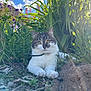 cat, tabby_cat, white_cat, outdoor, garden, plants, flowers, blue_sky, clouds, sunlight, greenery, nature, pet, animal, fur, collar, relaxing, curious, closeup, daylight