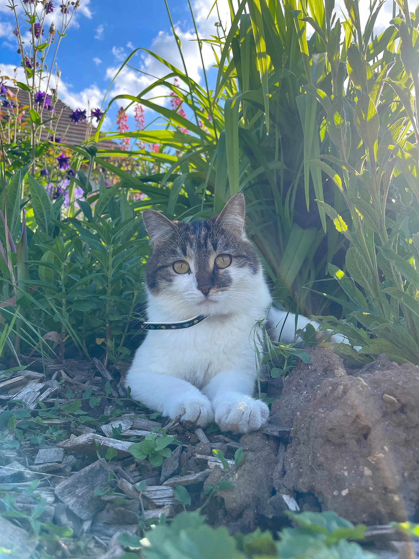 Arès participe au concours pour gagner de l'argent avec cette photo : cat, tabby_cat, white_cat, outdoor, garden, plants, flowers, blue_sky, clouds, sunlight, greenery, nature, pet, animal, fur, collar, relaxing, curious, closeup, daylight