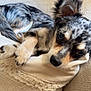 Sushi participe au concours pour gagner de l'argent avec cette photo : animal, blanket, closeup, couch, cozy, cute, dog, ears, fur, home, indoor, looking, nose, paws, pet, puppy, relaxed, resting, sleepy, texture