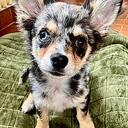 Sushi participe au concours pour gagner de l'argent avec cette photo : animal, blue_eye, brown_eye, cute, dog, ears, floor_tiles, fur, green_blanket, heterochromia, indoor, looking_up, pet, portrait, puppy, quilt, sitting, small_dog, whiskers, young