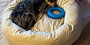 Sushi participe au concours pour gagner de l'argent avec cette photo : animal, bedroom, blue_ring, carpet, comfort, cozy, dog, dog_bed, fur, home, indoor, nap, pet, quiet, resting, sleeping, small_dog, speckled_coat, toy, wooden_floor