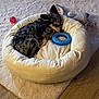 animal, bedroom, blue_ring, carpet, comfort, cozy, dog, dog_bed, fur, home, indoor, nap, pet, quiet, resting, sleeping, small_dog, speckled_coat, toy, wooden_floor