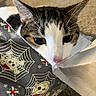 Mickey is registered to the contest to win money with this photo: cat, animal, pet, curious, face, ears, whiskers, bag, pattern, spider_web, skull, indoor, carpet, cute, tabby, white, brown, black, closeup, playful
