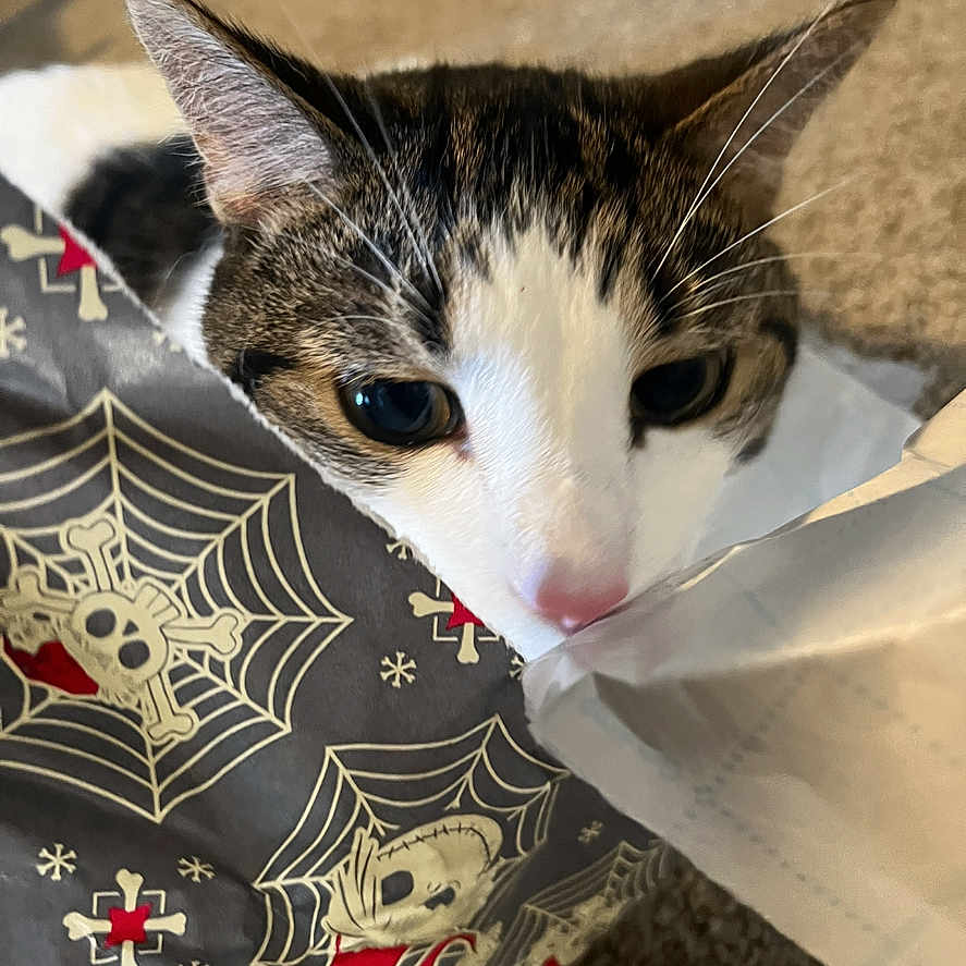 Mickey is registered to the contest to win money with this photo: cat, animal, pet, curious, face, ears, whiskers, bag, pattern, spider_web, skull, indoor, carpet, cute, tabby, white, brown, black, closeup, playful