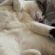 Mickey is registered to the contest to win money with this photo: cat, sleeping, white_fur, tabby, pet, animal, cozy, blanket, paw, relaxed, fur, cute, indoor, resting, whiskers, pink_nose, soft, domestic_cat, closeup, bed