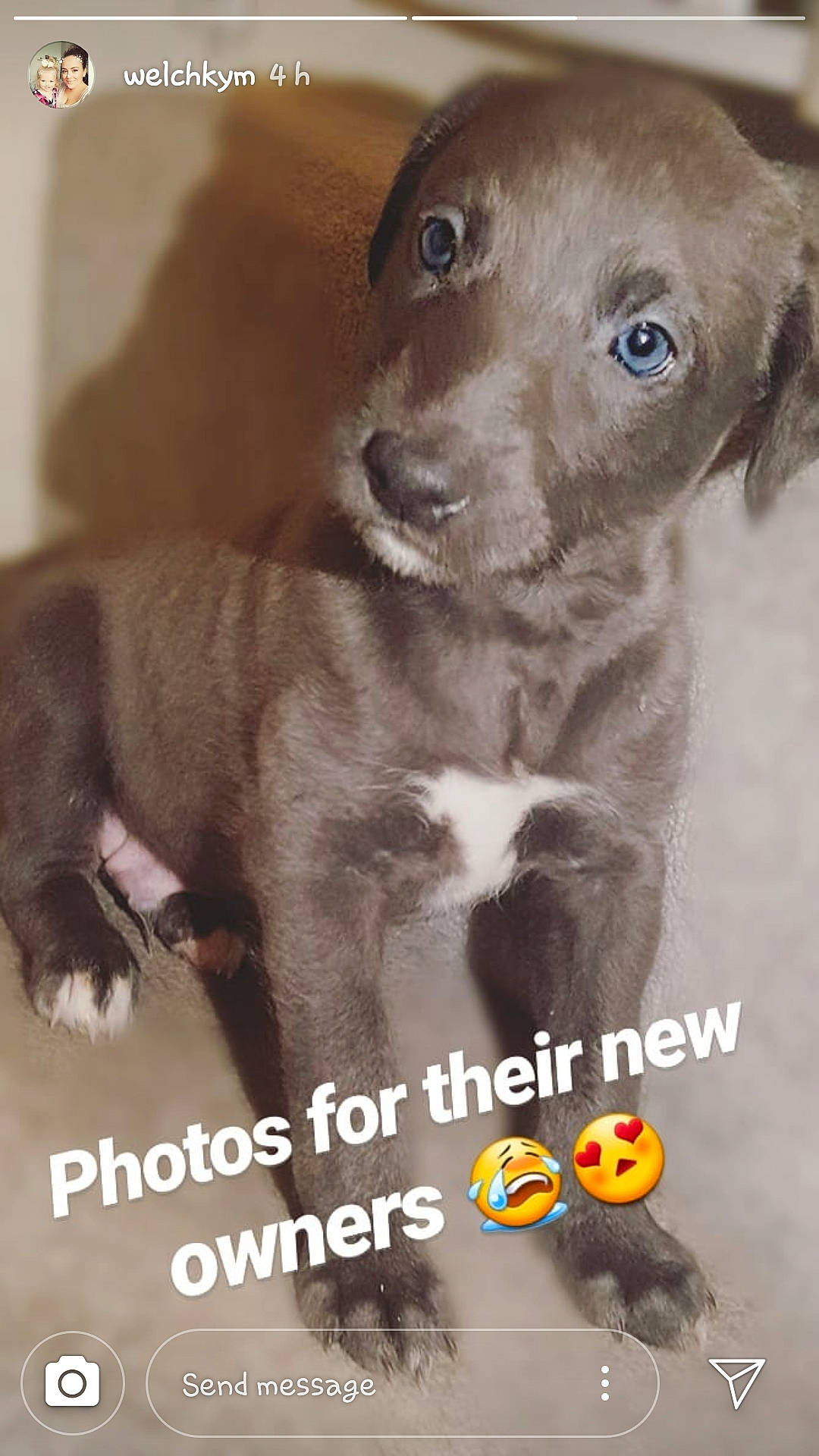 Mon joined the competition — help win amazing prizes! canidae, carnivore, companion_dog, dog, dog_breed, fawn, font, fur, gun_dog, hat, liver, pet_supply, photo_caption, photography, pointing_breed, snout, sporting_group, terrestrial_animal, whiskers, working_animal