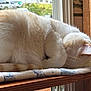 Harley joined the competition — help win amazing prizes! cat, sleeping, curled_up, fluffy, cream_colored, window, blanket, sunlight, indoor, pet, feline, resting, cozy, wooden_shelf, tail, ear, fur, quiet, peaceful, domestic_animal