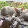 Harley joined the competition — help win amazing prizes! cat, cats, animal, pet, feline, window, blanket, indoor, resting, cozy, fur, paw, sitting, two_animals, domestic_animal, relaxed, cute, companion, nature_view, daylight