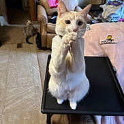 Harley is registered to the contest to win money with this photo: cat, animal, indoor, table, furniture, pet, orange_and_white_cat, praying_pose, armchair, towel, floor, carpet, window, blanket, second_cat, home, cozy, curtain, light, domestic