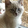 Smokey is registered to the contest to win money with this photo: cat, kitten, blue_eyes, fur, pet, indoor, window, screen, curious, animal, whiskers, close_up, soft_light, two_cats, peeking, feline, domestic, cute, portrait, young_cat
