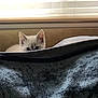 Smokey joined the competition — help win amazing prizes! kitten, cat, blanket, peeking, indoor, curious, window, blind, soft_light, feline, pet, animal, cozy, hidden, fur, ears, blue_eyes, resting, couch, home
