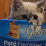 Smokey joined the competition — help win amazing prizes! kitten, cat, cat_food_box, 9lives, blue_box, indoor, curious, peeking, pet, animal, feline, close_up, young_cat, cardboard_box, orange_cat_image, text, product_packaging, domestic_cat, eyes, whiskers