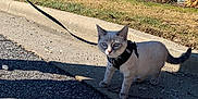 Smokey is registered to the contest to win money with this photo: cat, harness, leash, sidewalk, grass, tree, rock, outdoor, sunny, animal, pet, curious, walking, daytime, nature, small, mammal, blue_eyes, shadow, street