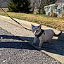 cat, harness, leash, sidewalk, grass, tree, rock, outdoor, sunny, animal, pet, curious, walking, daytime, nature, small, mammal, blue_eyes, shadow, street