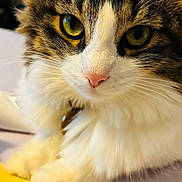 Ube joined the competition — help win amazing prizes! cat, calico_cat, fluffy, furry, pet, animal, close_up, portrait, face, eyes, ears, whiskers, nose, white_fur, brown_fur, black_fur, sitting, paws, indoor, yellow_object