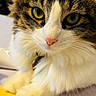 cat, calico_cat, fluffy, furry, pet, animal, close_up, portrait, face, eyes, ears, whiskers, nose, white_fur, brown_fur, black_fur, sitting, paws, indoor, yellow_object