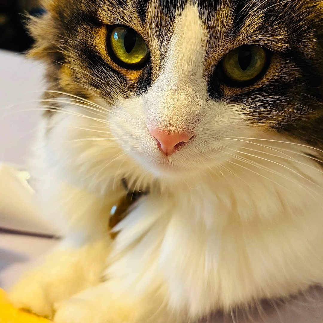 Ube joined the competition — help win amazing prizes! cat, calico_cat, fluffy, furry, pet, animal, close_up, portrait, face, eyes, ears, whiskers, nose, white_fur, brown_fur, black_fur, sitting, paws, indoor, yellow_object