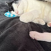 Mao a rejoint le concours — aidez-le/la à gagner de superbes lots ! animal, black_and_white, blanket, cat, closeup, comfort, cozy, cute, fur, indoor, nap, paw, pet, pillow, pink_nose, relaxation, resting, sleeping, soft, whiskers