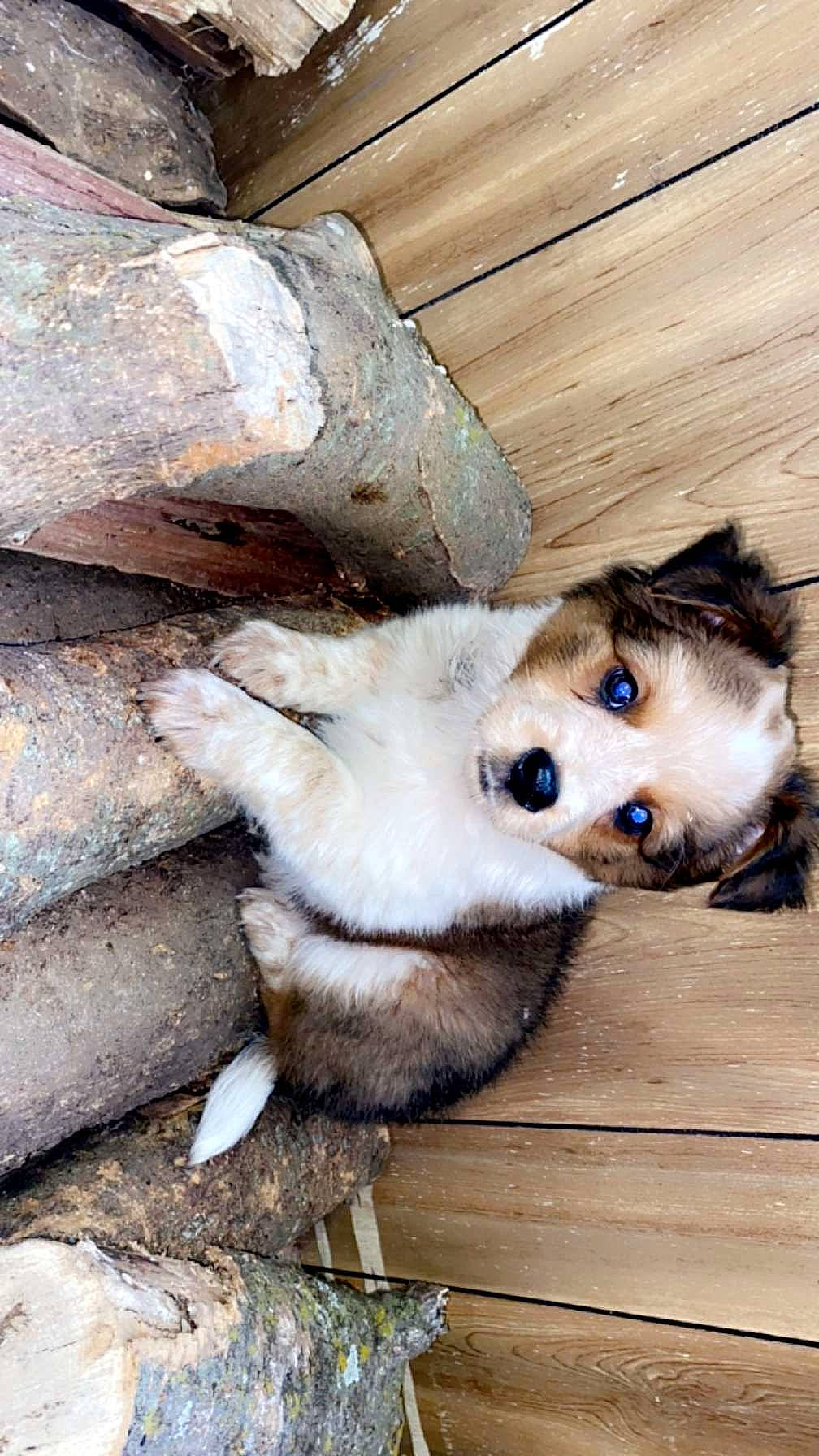 Phoenix is registered to the contest to win money with this photo: canidae, canis, carnivore, companion_dog, dog, dog_breed, fawn, felidae, fur, non_sporting_group, puppy, small_to_medium_sized_cats, snout, spitz, sporting_group, terrestrial_animal, whiskers, wildlife, wood