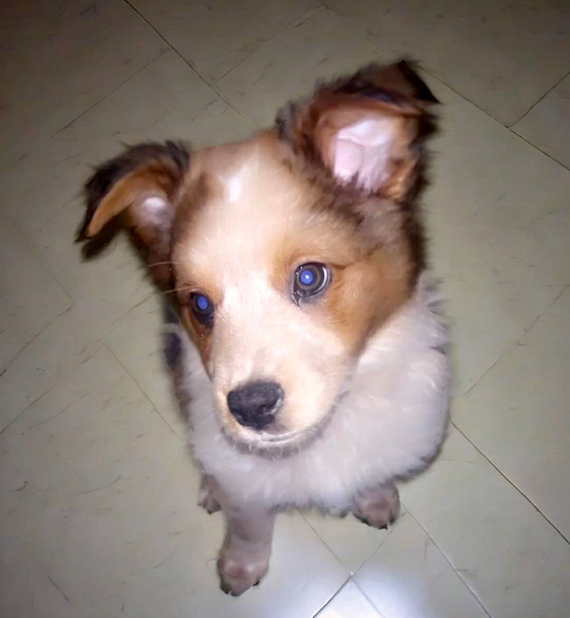 Phoenix is registered to the contest to win money with this photo: ancient_dog_breeds, carnivore, collar, companion_dog, dog, dog_breed, dog_collar, dog_supply, door, ear, flooring, fur, herding_dog, sporting_group, tail, terrestrial_animal, toy_dog, whiskers, working_animal, working_dog