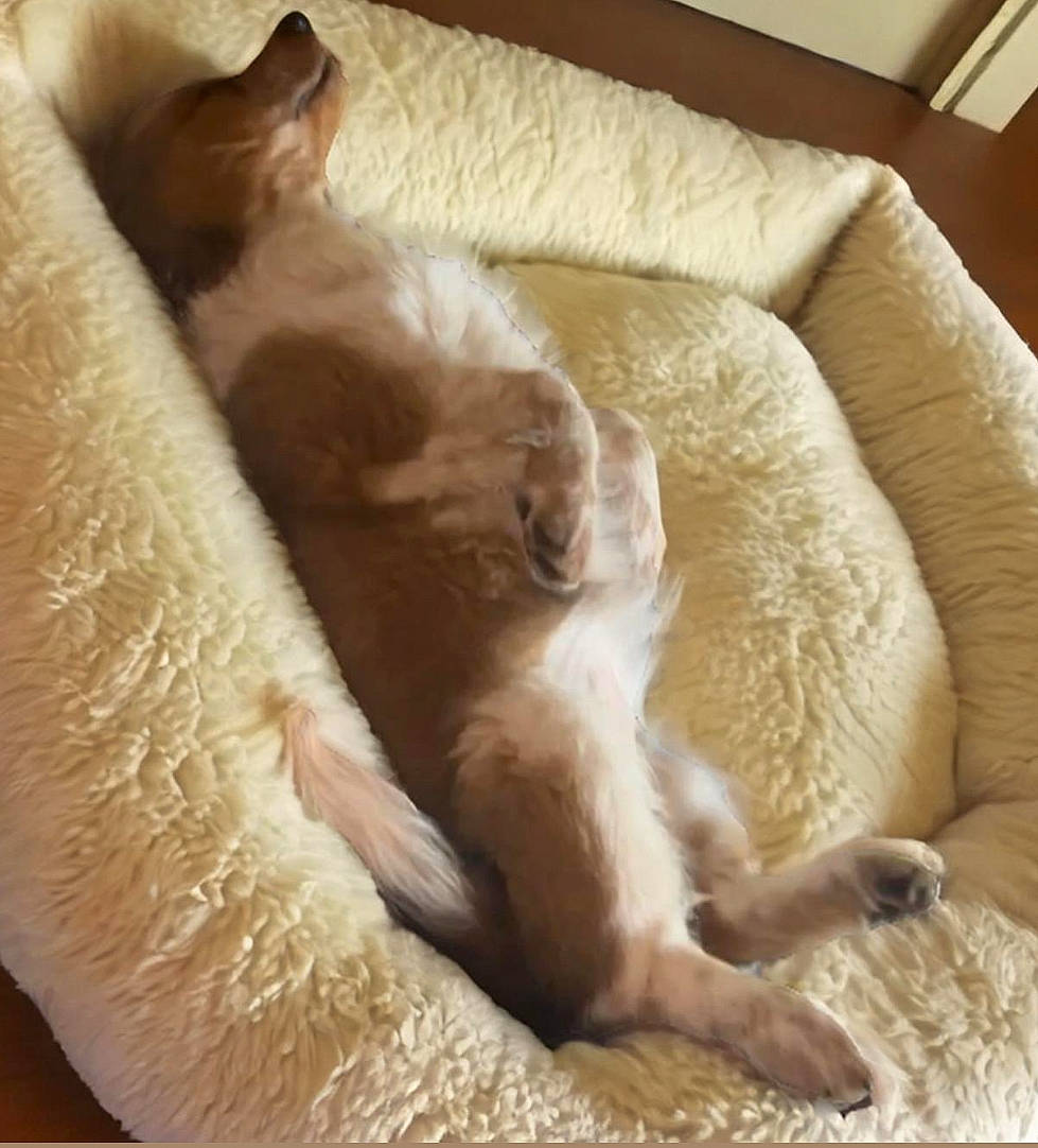 Phoenix is registered to the contest to win money with this photo: canidae, carnivore, cat, chair, comfort, companion_dog, couch, dog_breed, duvet, fawn, felidae, fur, nap, paw, sleeper_chair, small_to_medium_sized_cats, sporting_group, tail, whiskers, working_animal