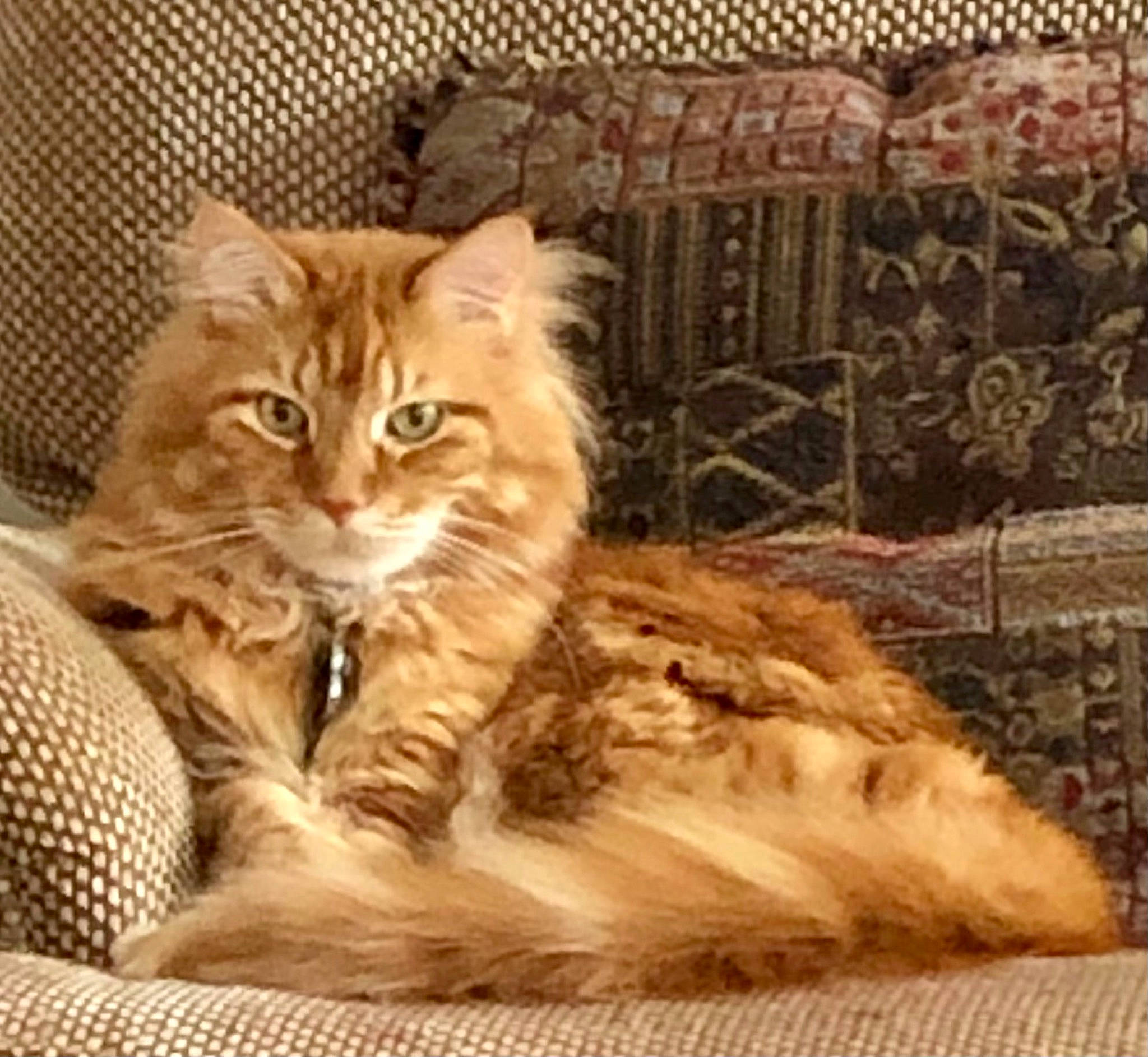 Henry is registered to the contest to win money with this photo: british_longhair, carnivore, cat, claw, comfort, domestic_short_haired_cat, eye, felidae, flooring, fur, hardwood, maine_coon, paw, small_to_medium_sized_cats, snout, tail, terrestrial_animal, whiskers, wildlife, wood