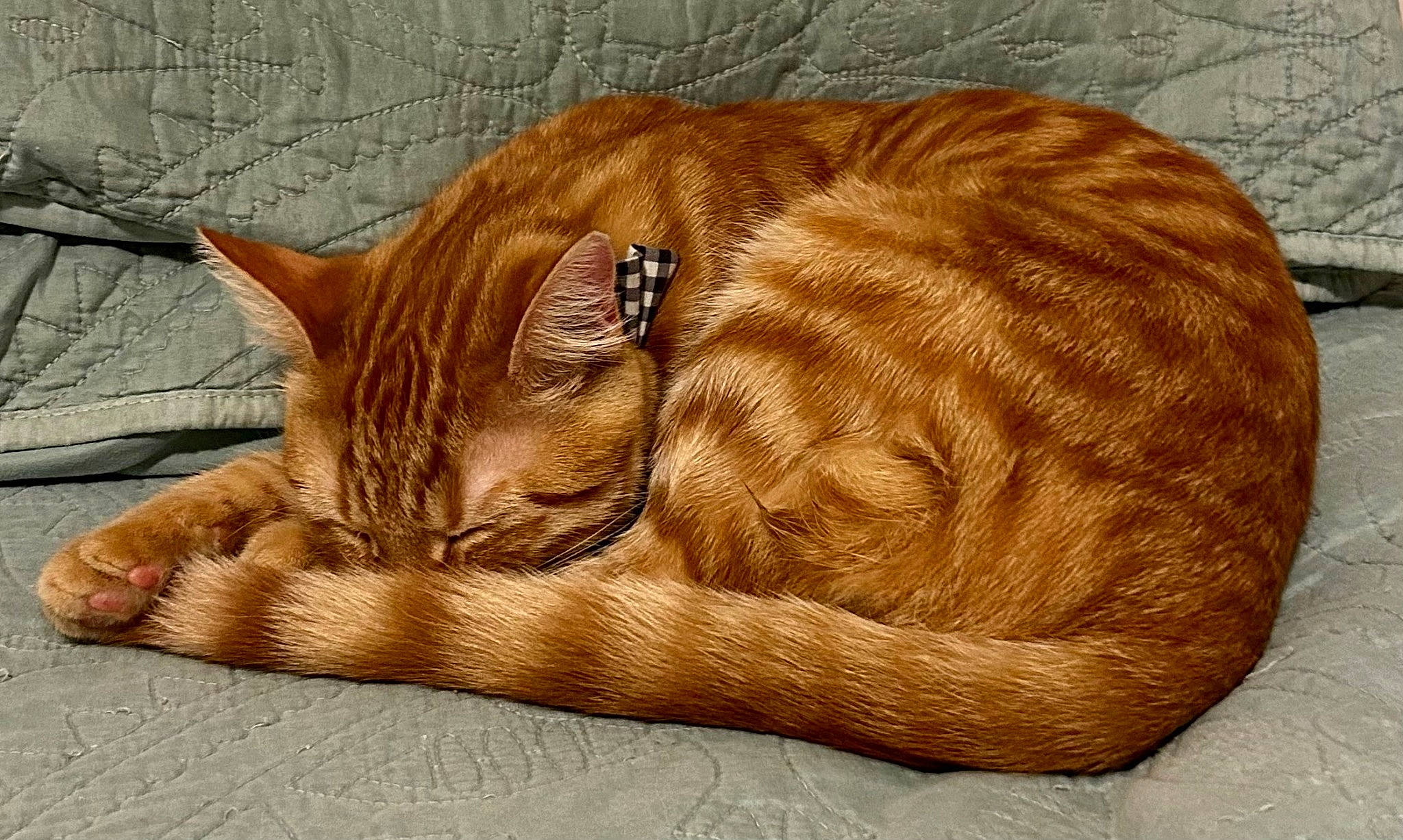 Freddie joined the competition — help win amazing prizes! carnivore, cat, cat_supply, claw, comfort, domestic_short_haired_cat, fawn, felidae, fur, grass, linens, nap, paw, small_to_medium_sized_cats, snout, tail, terrestrial_animal, whiskers, wood, wrinkle