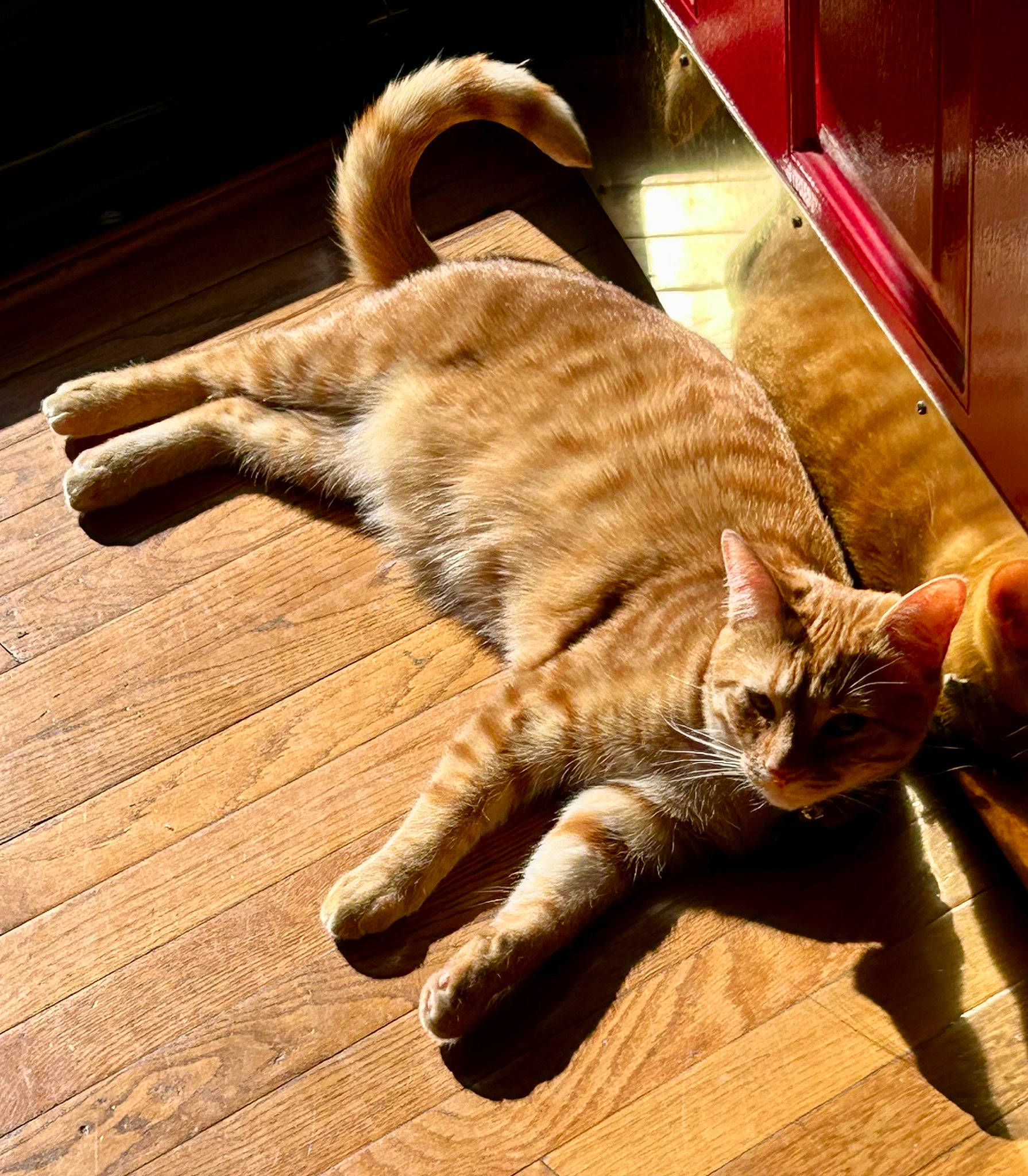 Freddie joined the competition — help win amazing prizes! carnivore, cat, claw, comfort, domestic_short_haired_cat, fawn, felidae, flooring, foot, fur, hardwood, human_leg, paw, small_to_medium_sized_cats, snout, tail, terrestrial_animal, whiskers, wood, wood_stain