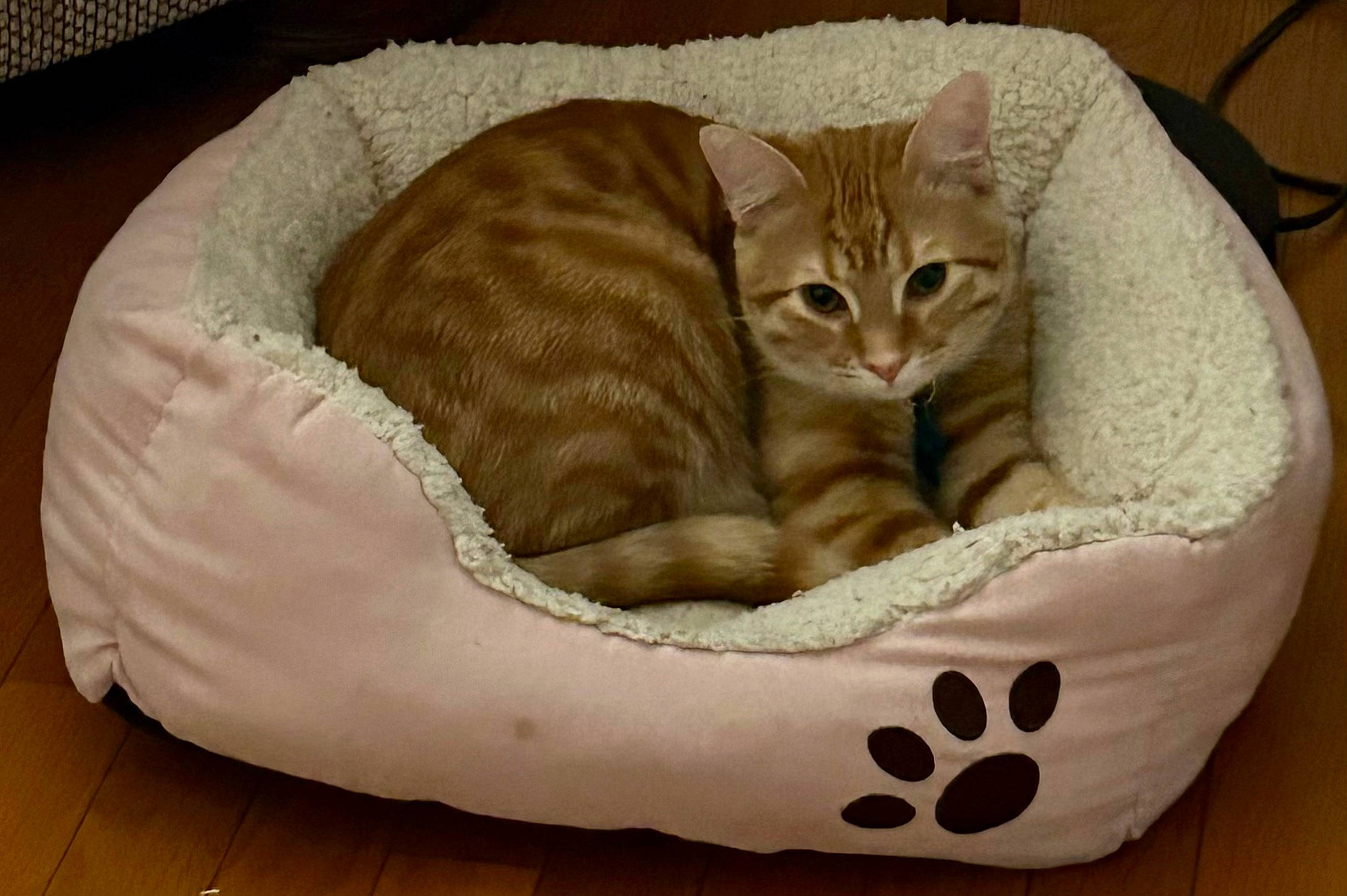 Freddie is registered to the contest to win money with this photo: bag, basket, carnivore, cat, cat_bed, cat_furniture, cat_supply, comfort, domestic_short_haired_cat, fawn, felidae, fur, linens, paw, pet_supply, small_to_medium_sized_cats, tail, terrestrial_animal, whiskers, wood