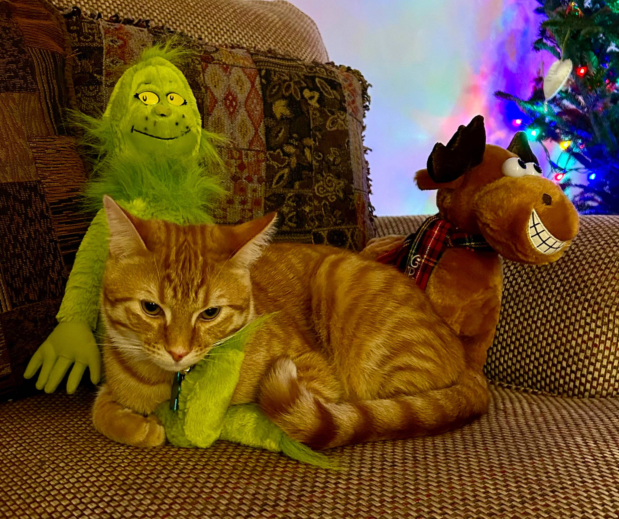 Freddie joined the competition — help win amazing prizes! art, carnivore, cat, domestic_short_haired_cat, event, fawn, felidae, fictional_character, fur, grass, organism, paw, plant, sitting, small_to_medium_sized_cats, tail, toy, tree, whiskers, wood