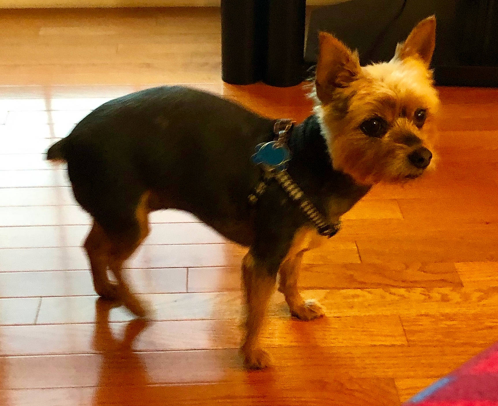 Gracie joined the competition — help win amazing prizes! canidae, carnivore, collar, companion_dog, dog, dog_breed, dog_clothes, dog_collar, dog_supply, fawn, flooring, fur, hardwood, pet_supply, small_terrier, snout, sporting_group, toy_dog, wood, working_animal