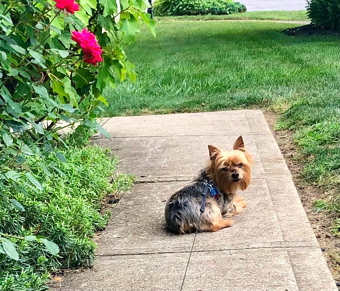 Gracie joined the competition — help win amazing prizes! canidae, carnivore, companion_dog, dog, dog_breed, dog_supply, fawn, flower, grass, groundcover, lawn, plant, road_surface, shrub, small_terrier, sporting_group, tail, toy_dog, tree, working_animal