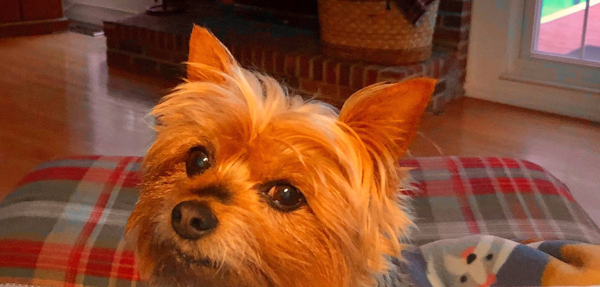 Gracie is registered to the contest to win money with this photo: biewer_terrier, canidae, carnivore, companion_dog, dog, dog_breed, dog_supply, fawn, fur, hardwood, liver, plaid, small_terrier, sporting_group, tartan, terrestrial_animal, toy_dog, whiskers, wood, working_animal