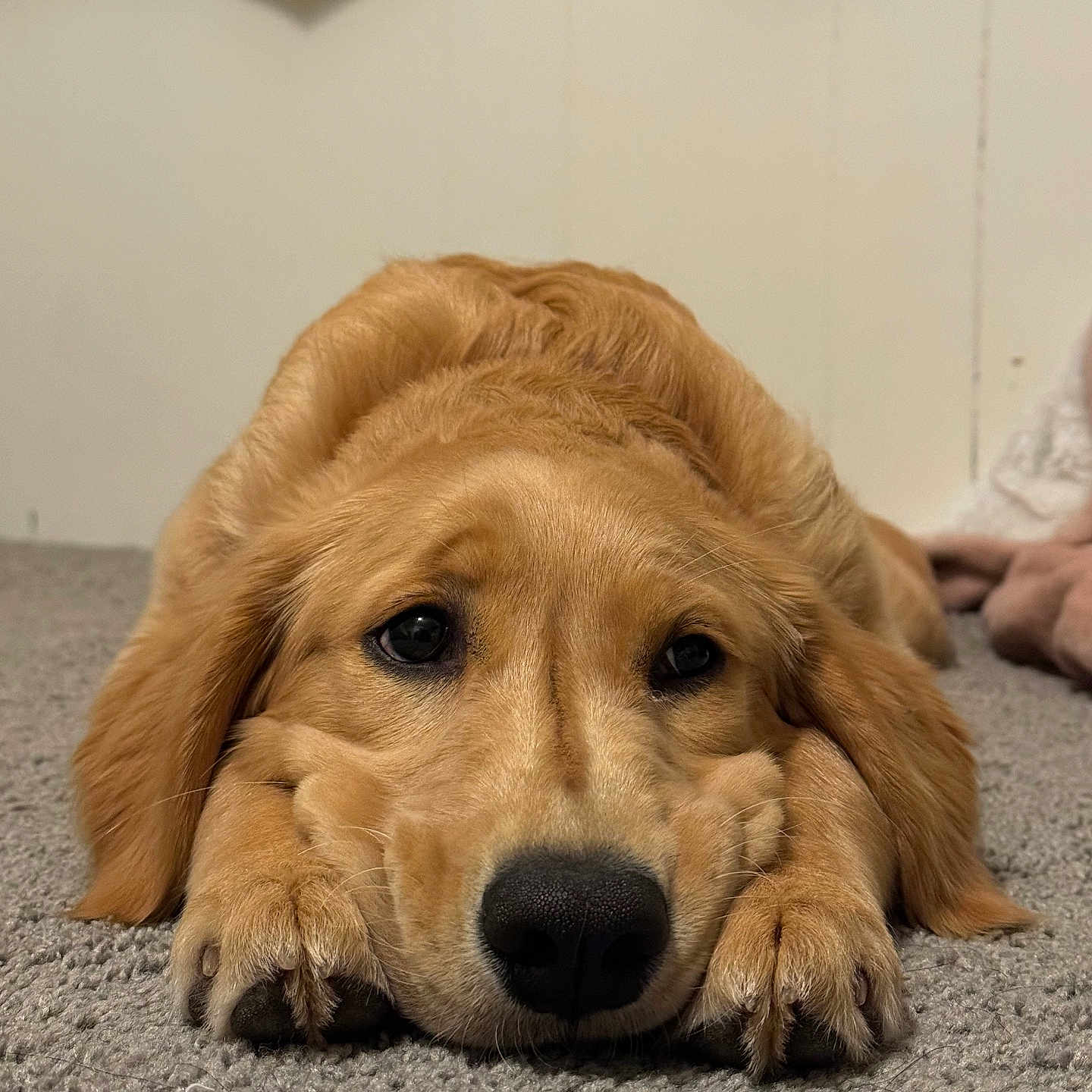 Bailey is registered to the contest to win money with this photo: animal, boy, canine, child, cockerspaniel, dog, goldenretriever, hound, labradorretriever, male, person, pet, puppy, sleeping, snout