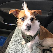 Shorty joined the competition — help win amazing prizes! alert, animal, blanket, brown_and_white, car_interior, close_up, companion, curious, cute, dog, fur, harness, indoors, leash, pet, seat, sitting, small_dog, texture, vehicle