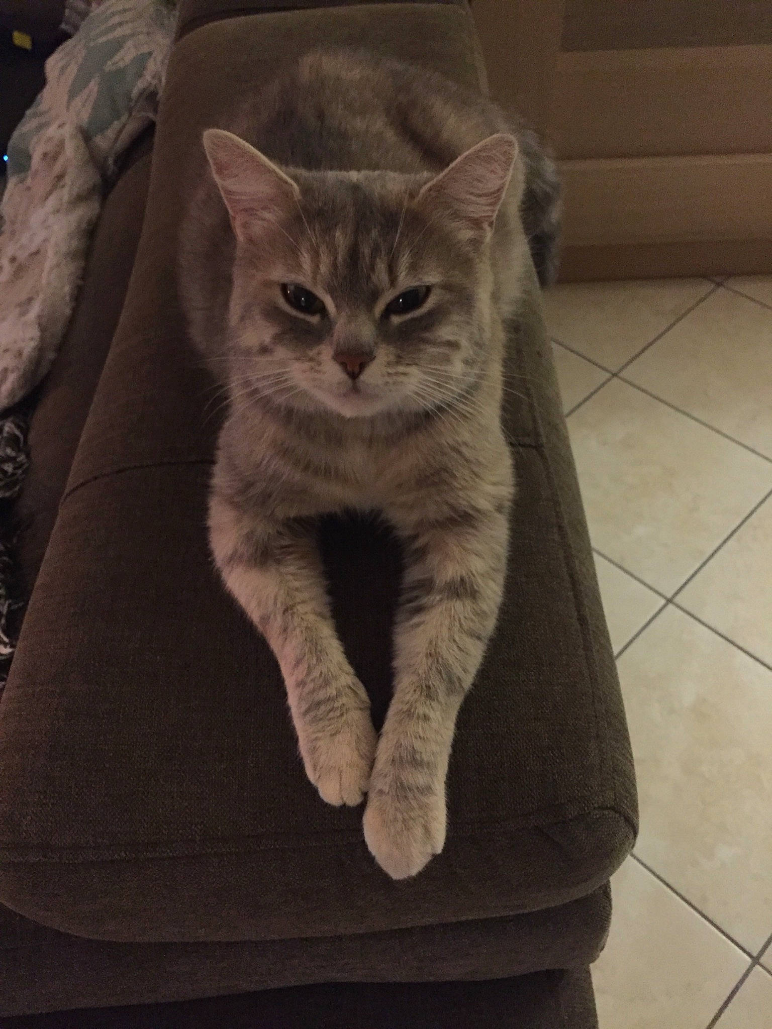 Lizy participe au concours pour gagner de l'argent avec cette photo : asian, australian_mist, british_semi_longhair, british_shorthair, carnivore, cat, chartreux, domestic_short_haired_cat, european_shorthair, fawn, felidae, kitten, korat, mammal, nebelung, russian_blue, small_to_medium_sized_cats, tabby_cat, vertebrate, whiskers