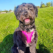 Luna is registered to the contest to win money with this photo: dog, black_dog, pink_harness, grass, outdoor, sunny, happy, pet, canine, smiling, nature, greenery, daylight, furry, animal, park, cute, sitting, tongue, friendly